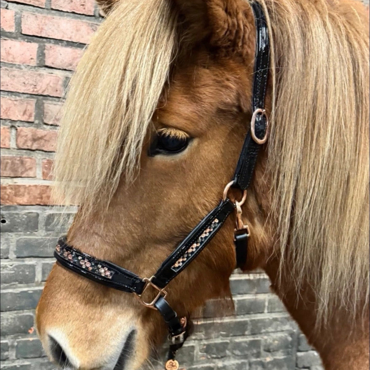 Lack Halfter alle Größen