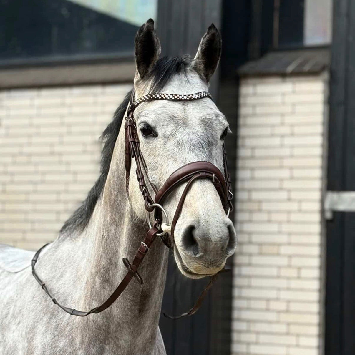 Martingal mit Glitzersteinen alle Größen